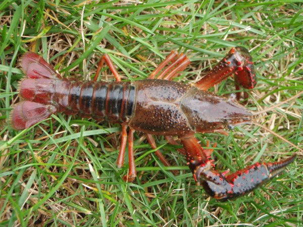 Red swamp crayfish