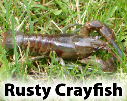 Rusty Crayfish