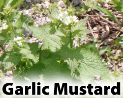 GarlicMustard.png