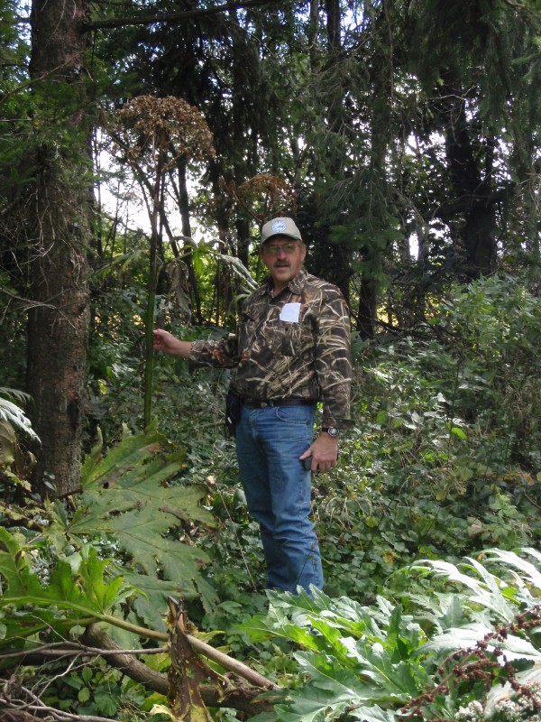 Giant hogweed flower spike in seed