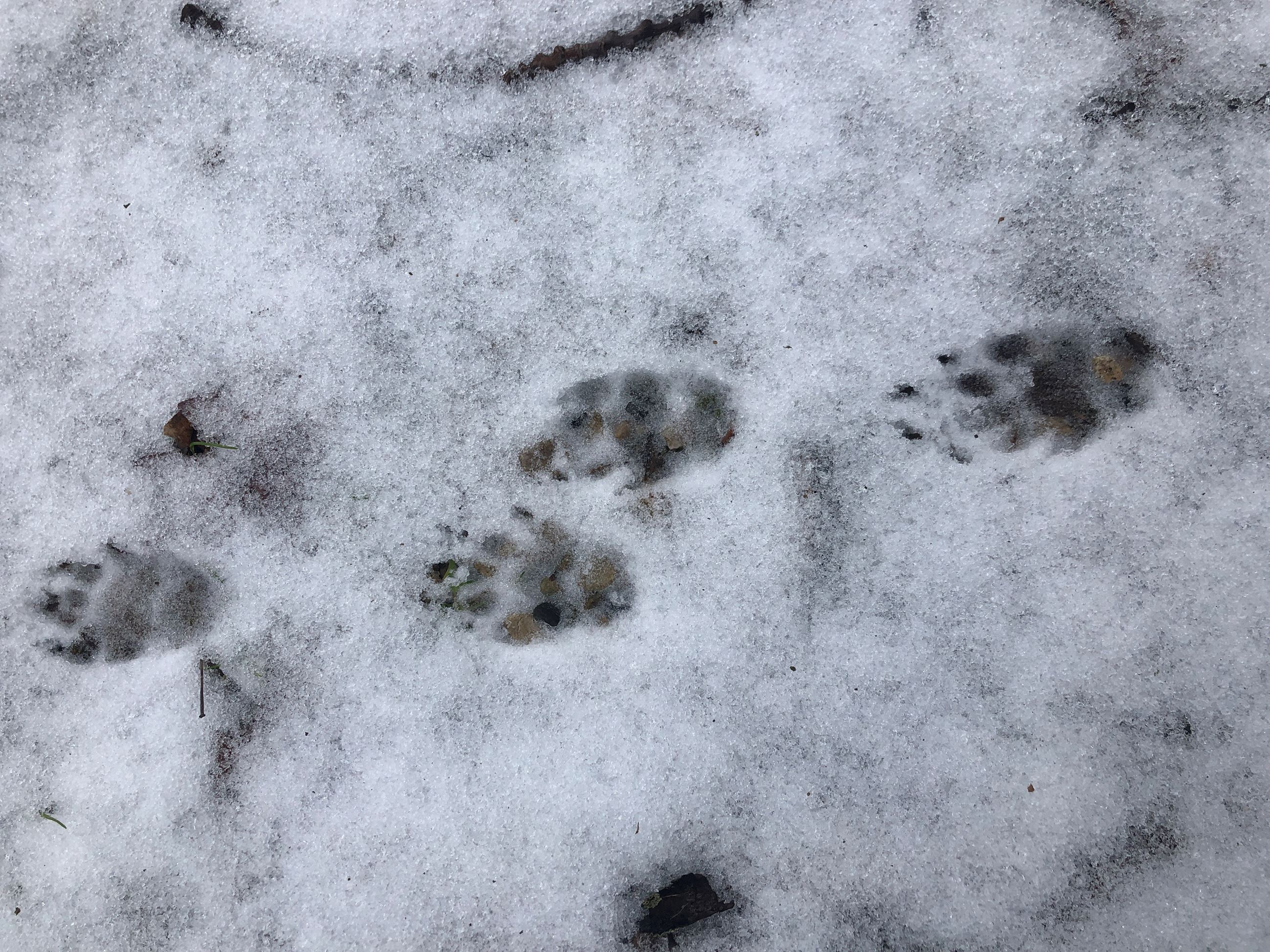 Some animal tracks in the snow.