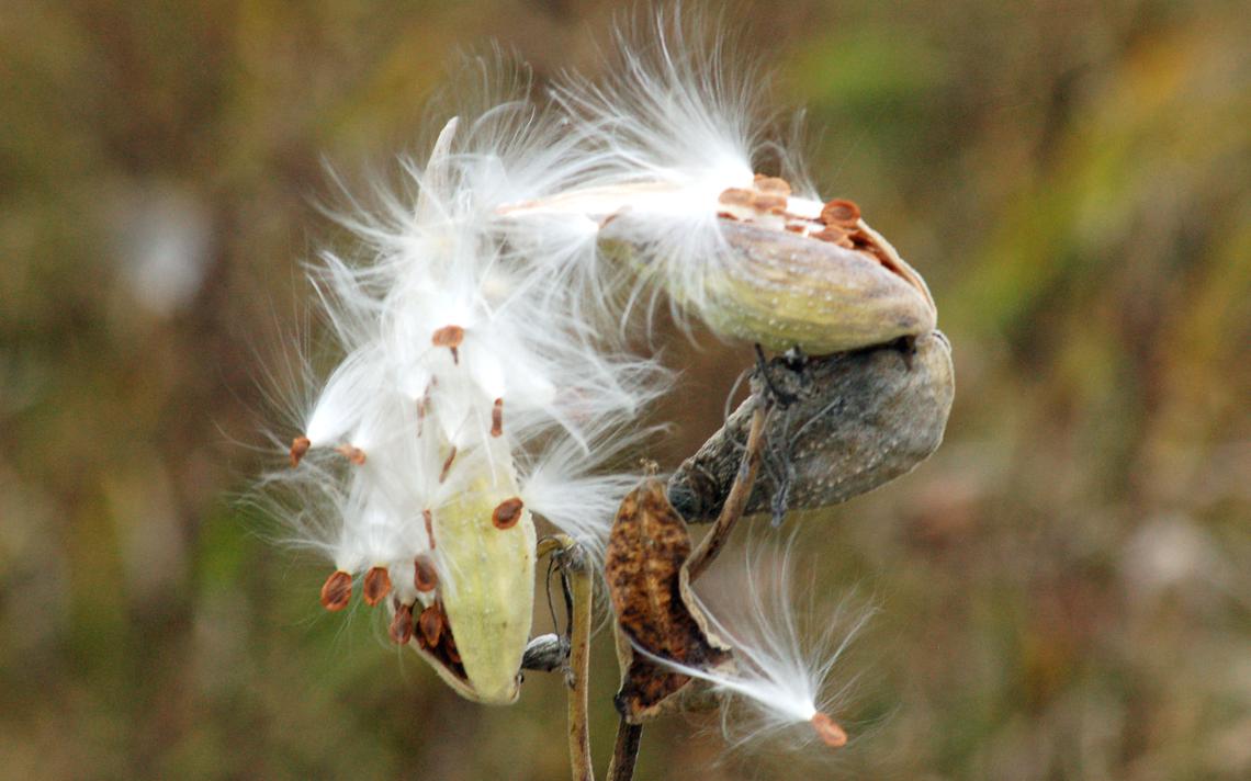 fluffy milkweed seeds spilling out of a seed pod.