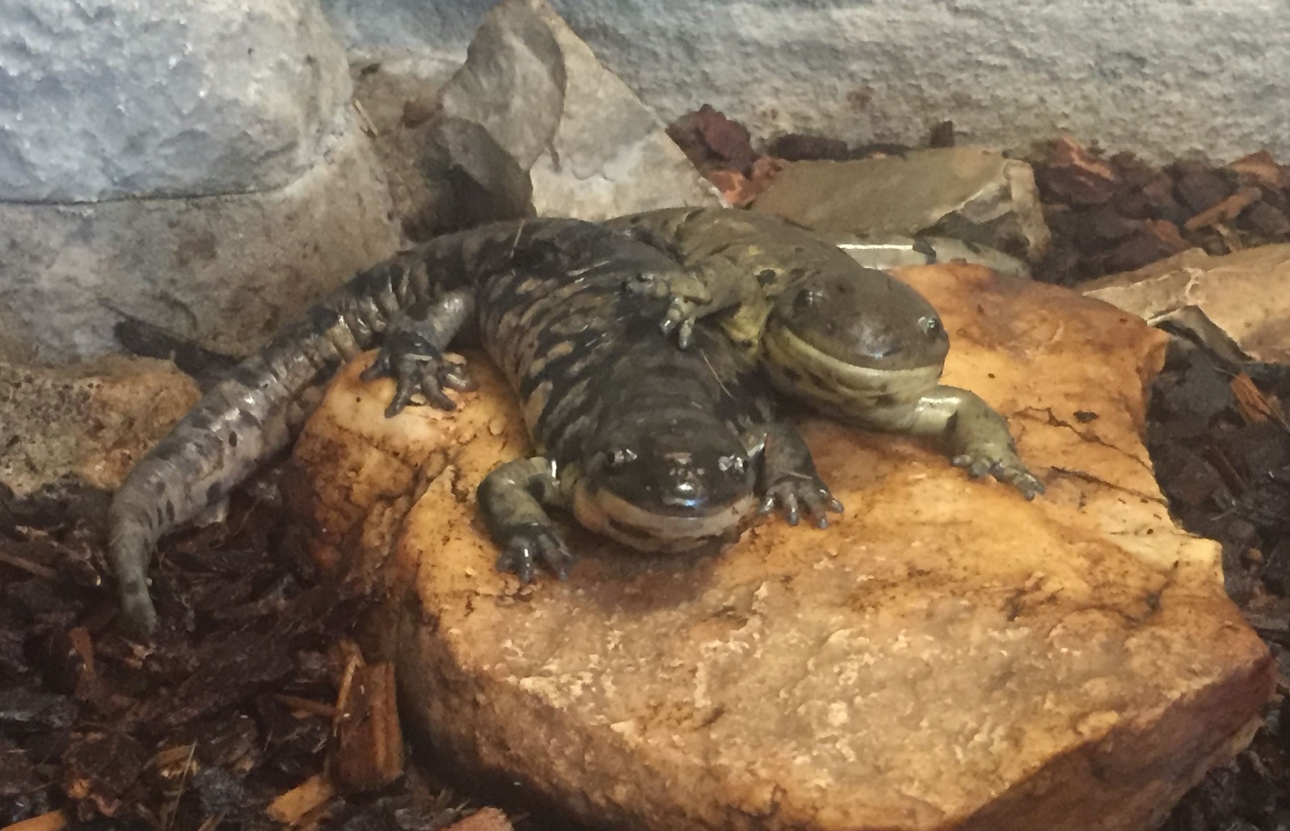 Two green and black tiger salamanders sitting next to each other on a rock. One has its arm on the o