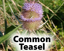 ComTeasel.png